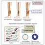 pressotherapie jambes